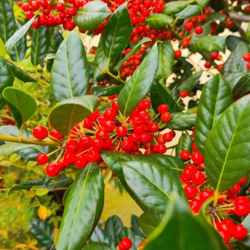 Ilex 'Nellie R. Stevens'