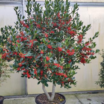 Ilex 'Nellie R. Stevens'