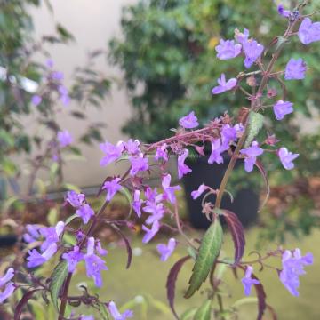 Isodon shikokianus var. intermedius