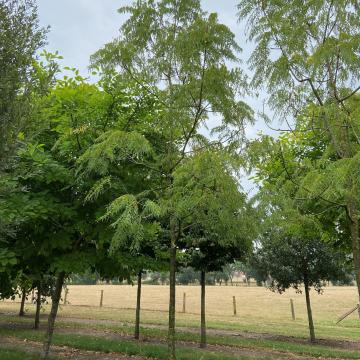 Juglans nigra 'Laciniata'