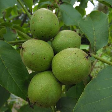 Juglans regia 'Ferjean' ®
