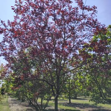 Juglans regia 'Purpurea'