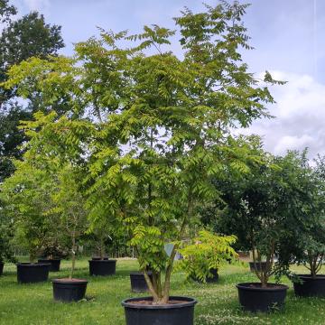 Koelreuteria paniculata 'Coral Sun' ®