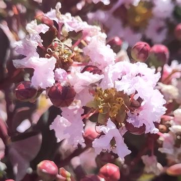 Lagerstroemia 'Burgundy Cotton'