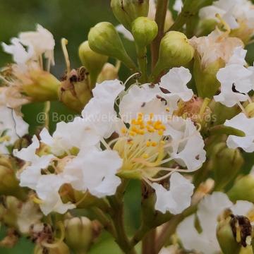 Lagerstroemia fauriei 'Fantasy'