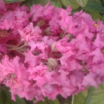 Lagerstroemia 'Hopi'