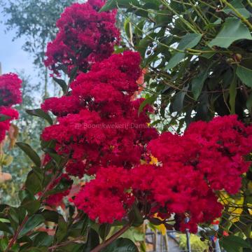 Lagerstroemia indica 'Miss Frances'