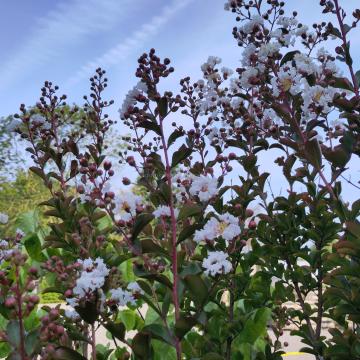 Lagerstroemia indica 'Neige d'été' ®
