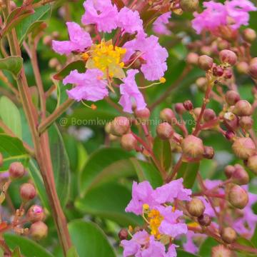 Lagerstroemia 'Lipan'