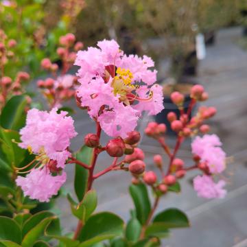 Lagerstroemia 'Powhatan'