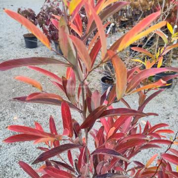 Lindera angustifolia