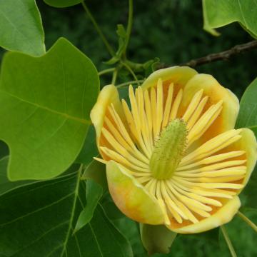 Liriodendron 'Doctor Deforce's Delight'