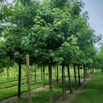 Liquidambar styraciflua 'Andrew Hewson'
