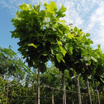 Liriodendron tulipifera 'Edward Gursztyn' ®