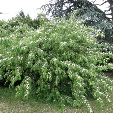 Lonicera maackii f. podocarpa