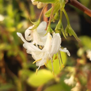 Lonicera purpusii 'Winter Beauty' (x)