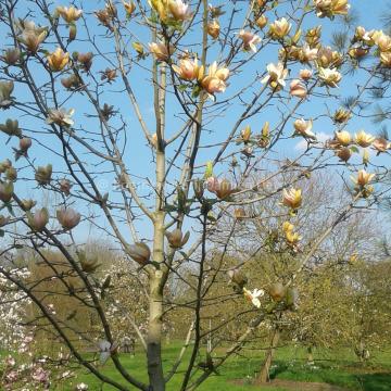 Magnolia 'Apricot Brandy'