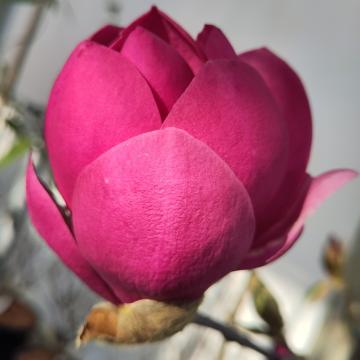 Magnolia 'Aphrodite'