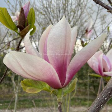 Magnolia 'Big Dude'