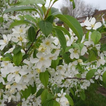 Malus baccata var. mandshurica
