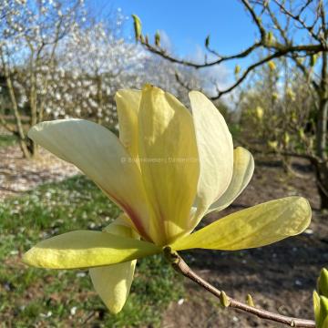 Magnolia 'Banana Split' (x)