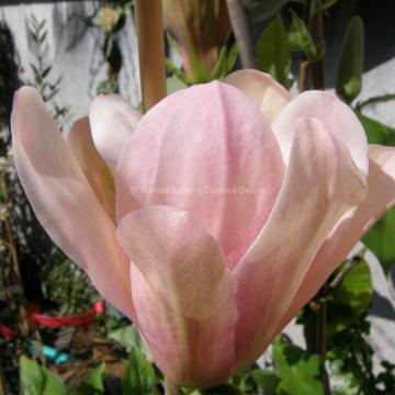 Magnolia 'Coral Lake' (x)