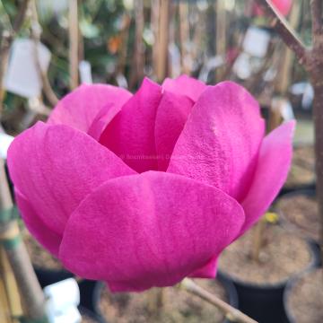 Magnolia 'Cleopatra' ®