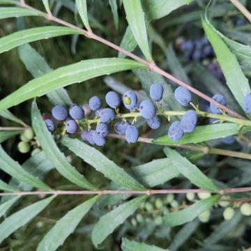 Mahonia confusa 'Narihira'