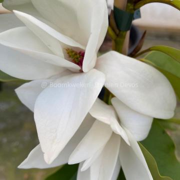 Magnolia cavaleriei var. platypetala