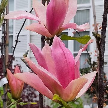 Magnolia 'Daybreak' (x)