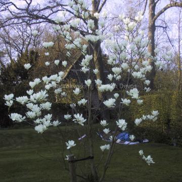 Magnolia denudata 'Boskoop'