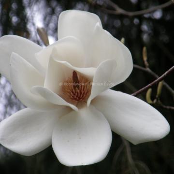 Magnolia 'David Clulow'