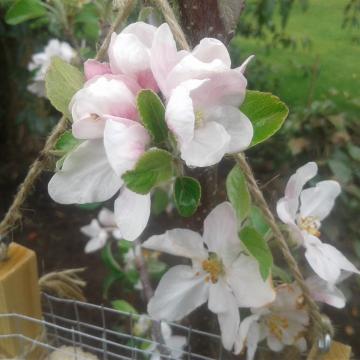 Malus domestica 'Elstar'