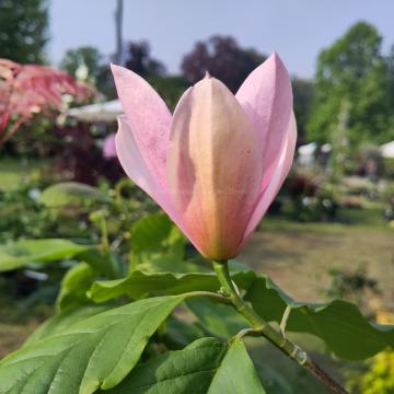 Magnolia 'Dennis Ledvina'