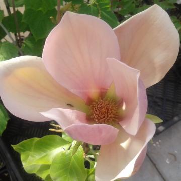 Magnolia 'Eva Maria' (x)