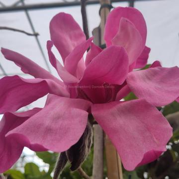 Magnolia 'Eric Savill' (x)