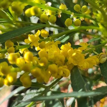 Mahonia eurybracteata 'Soft Caress' ®