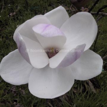 Magnolia 'Eskimo'