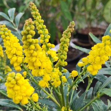 Mahonia eurybracteata 'Sweet Winter'