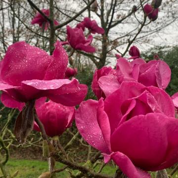 Magnolia 'Felix Jury' ® (x)