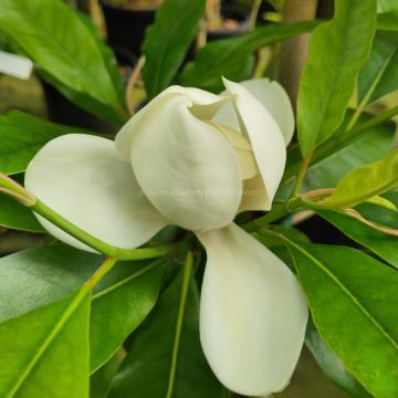Magnolia 'Freeman'