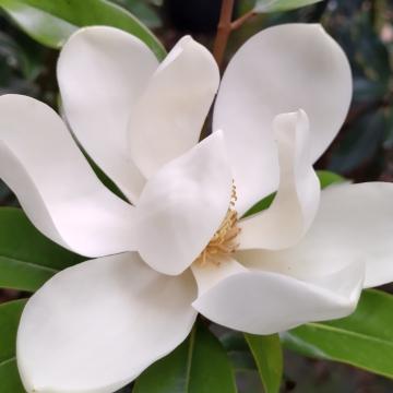 Magnolia grandiflora 'Alta' ®