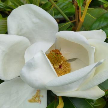 Magnolia grandiflora 'Exmouth'