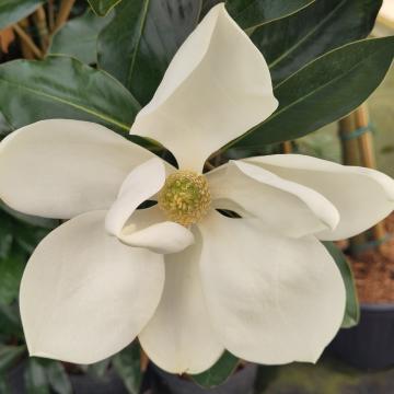 Magnolia grandiflora 'Little Gem'