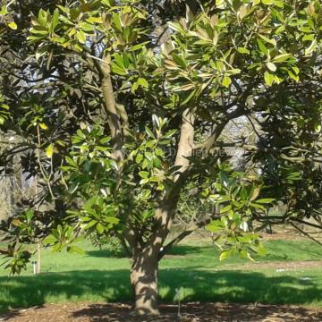 Magnolia grandiflora 'Sint George'