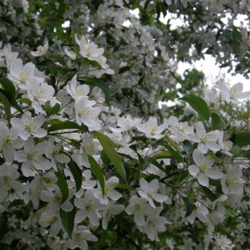 Malus hupehensis 'Fox Pride'