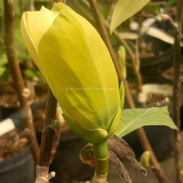 Magnolia 'Honey Liz'