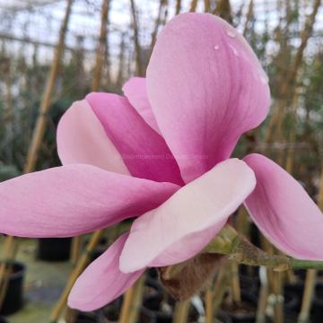 Magnolia 'Iolanthe'