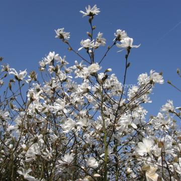 Magnolia loebneri 'Donna' (x)