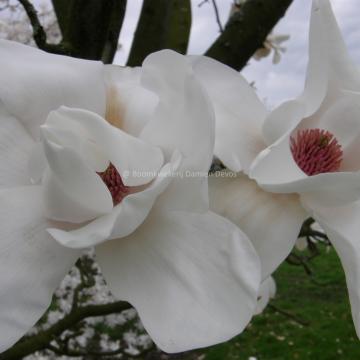 Magnolia 'Leda'